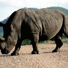 kenya black rhinos